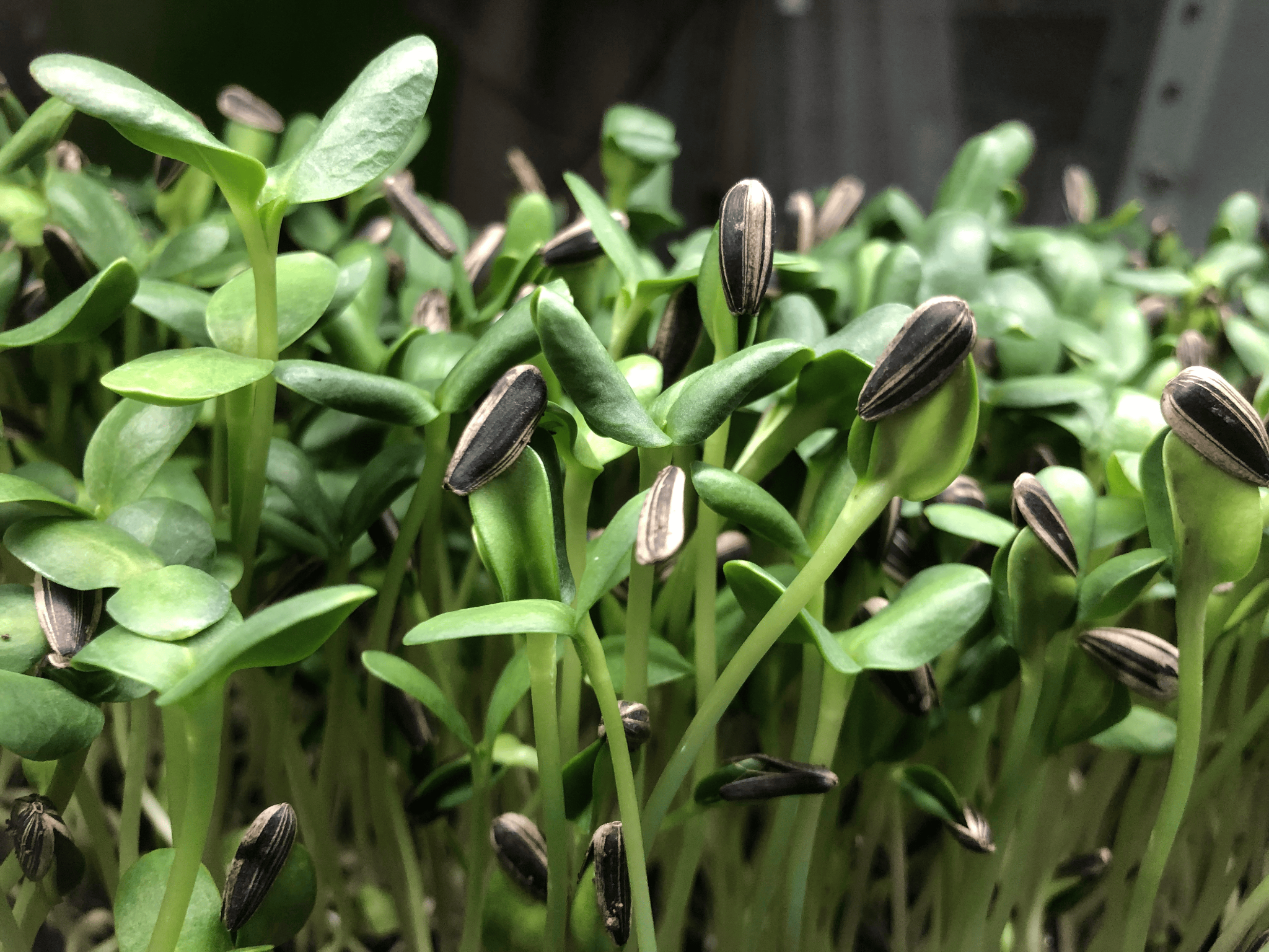 Fresh AfriBox microgreens
