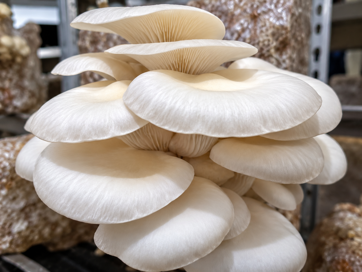 AfriBox oyster mushrooms